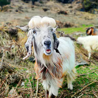 Baghi Goat